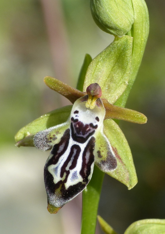 Orchidee di Creta: tra mitologia, montagne e natura, marzo 2015